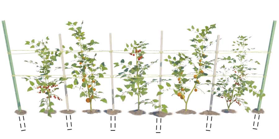 The Florida Weave is an inexpensive and easy way to support tomato vines.